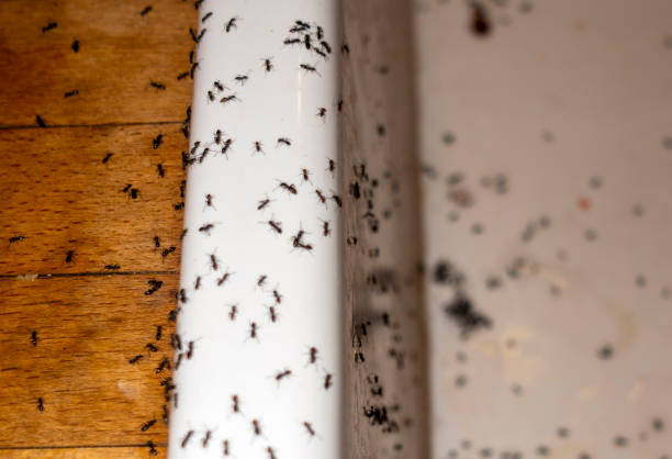 Best Cockroach Control Services  in Lus Valley Marinwood, CA