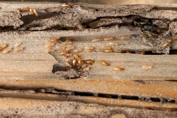 Best Emergency Pest Control  in Lus Valley Marinwood, CA